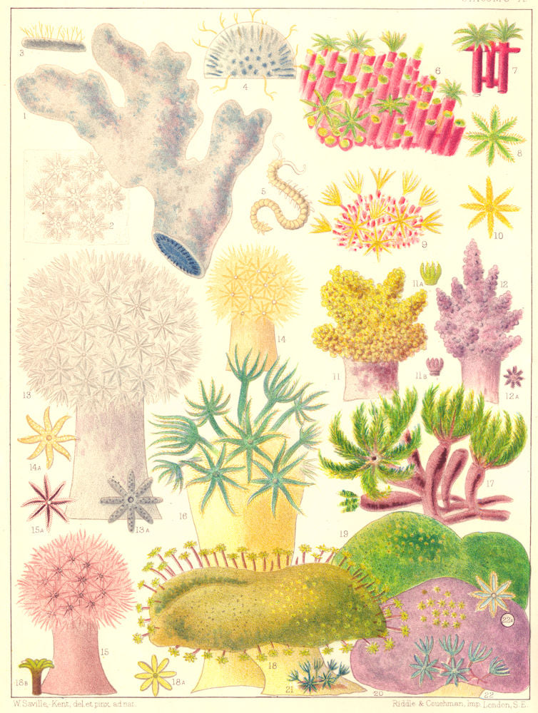 CORAL Alcyonaria Blue Xenia elongata ochracea brunnea pulsitans pavo glauca 1893